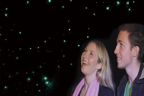 Natural Bridge Glow Worm Night Tour From Gold Coast - Australian Directory 3