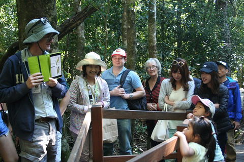 Natural Bridge Glow Worm Night Tour From Gold Coast - Australian Directory 4