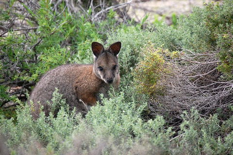 Shipwreck Special Nature Tour/Half Day Tour - Australian Directory 3