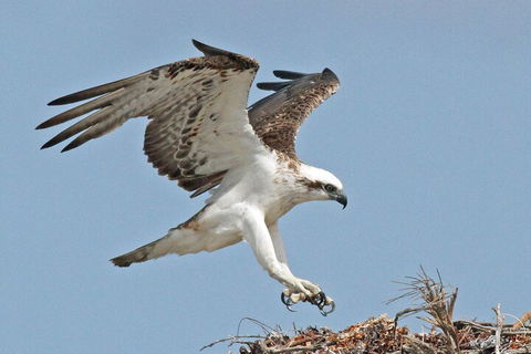 Shipwreck Special Nature Tour/Half Day Tour - Australian Directory 4