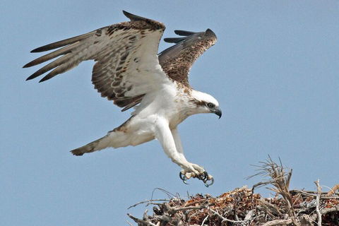Pink Lake + Abrolhos Islands Nature Tour - Australian Directory 3