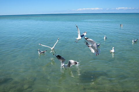 Pink Lake + Abrolhos Islands Nature Tour - Australian Directory 5