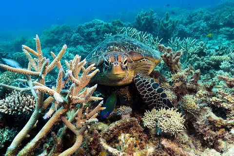 Great Barrier Reef Day Cruise From Cairns Including Snorkeling And Marine Biologist Presentation - Australian Directory 4