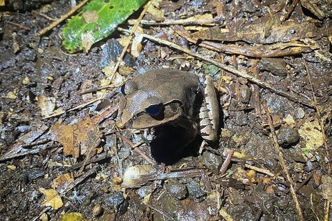 Evening Rainforest & Glow Worm Experience - Australian Directory 1