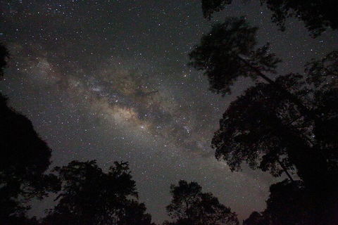 Evening Rainforest & Glow Worm Experience - Australian Directory 4