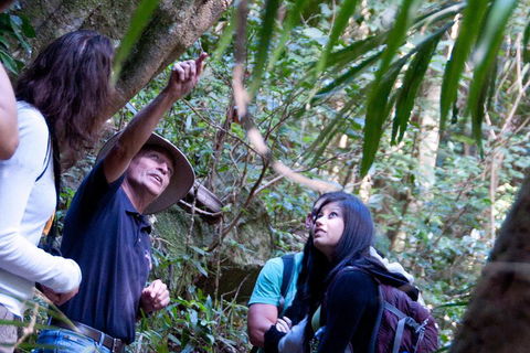 Natural Bridge & Springbrook Waterfalls Tour - Australian Directory 4