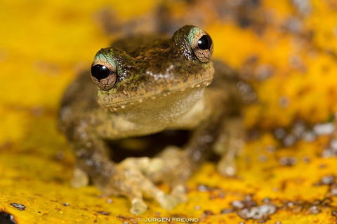 Daintree And Cape Tribulation Full Day Guided Tour - Australian Directory 0