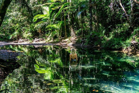 Daintree And Cape Tribulation Full Day Guided Tour - Australian Directory 1