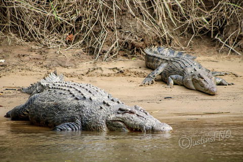 Daintree And Cape Tribulation Full Day Guided Tour - Australian Directory 3