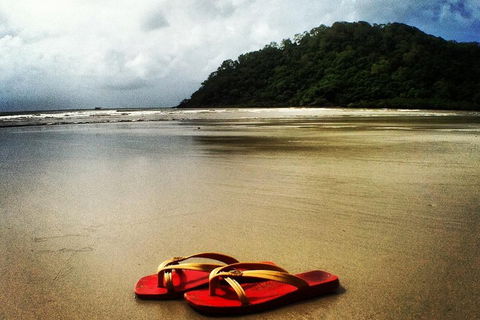 Daintree And Cape Tribulation Full Day Guided Tour - Australian Directory 4