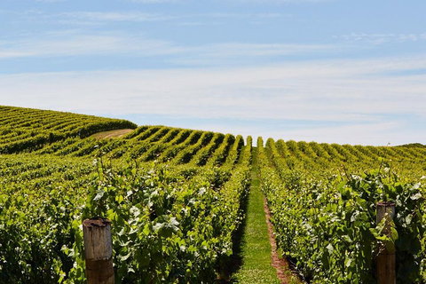 West Tamar Wine Tour - Australian Directory 2