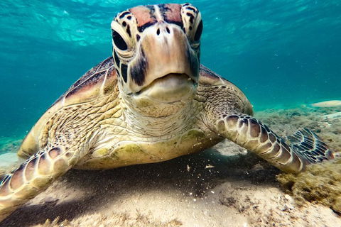 Sail, Snorkel, SUP & Kayak Charter Whitsundays - Australian Directory 0