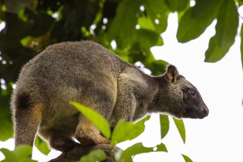 Cairns & Port Douglas All-Inclusive 7 Days Touring Package - Australian Directory 3