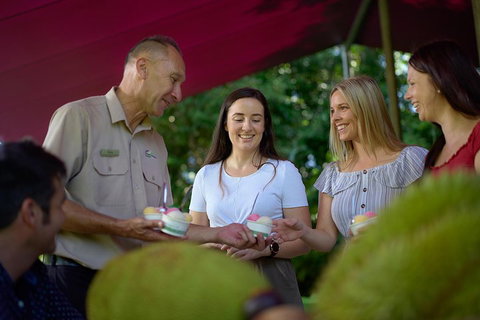 Daintree And Cape Tribulation Tour From Cairns - Australian Directory 5