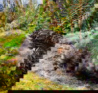 Cradle Mountain National Park Day Tour from Launceston - Australian Directory