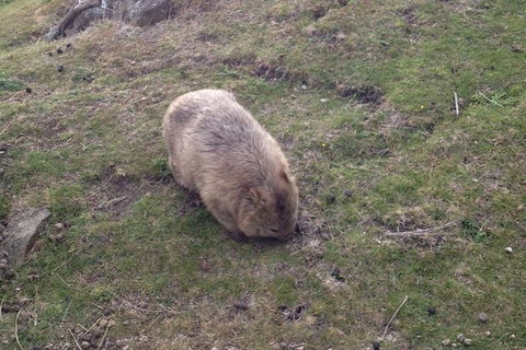 Hobart Minibus Full-Day Private Tour - Australian Directory 3