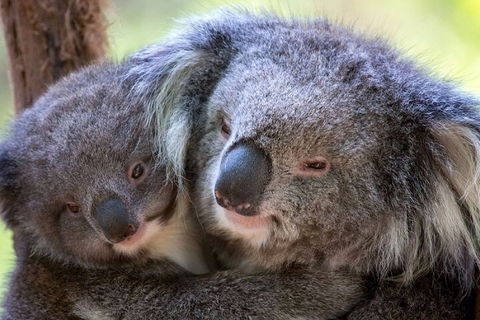 Half-Day Or Full-Day Tour With Private Guide From Melbourne - Australian Directory 1