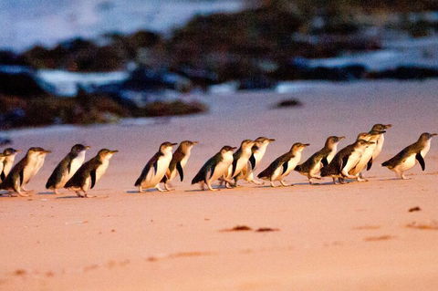 Half-Day Or Full-Day Tour With Private Guide From Melbourne - Australian Directory 5