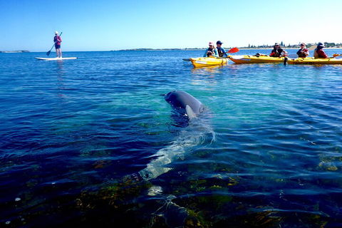 Penguin And Seal Islands Sea Kayaking Experience - Australian Directory 0