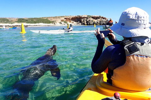 Penguin And Seal Islands Sea Kayaking Experience - Australian Directory 2