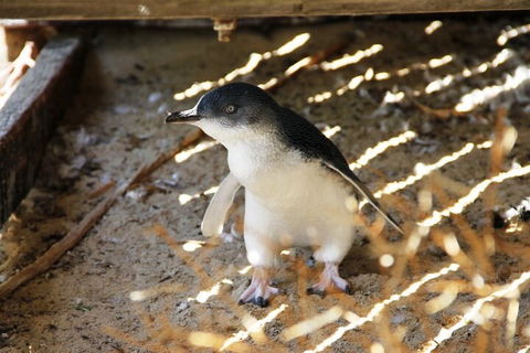 Penguin And Seal Islands Sea Kayaking Experience - Australian Directory 3