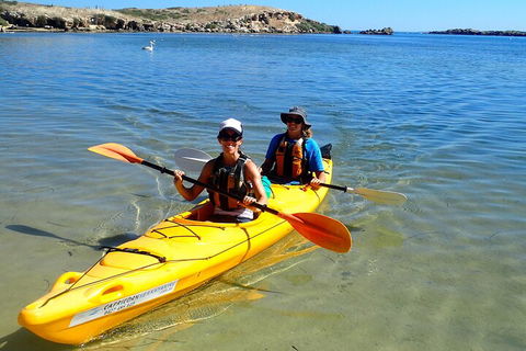 Penguin And Seal Islands Sea Kayaking Experience - Australian Directory 5