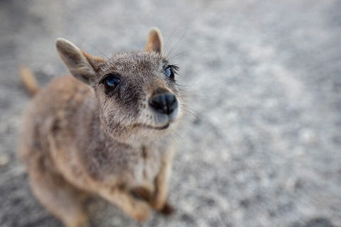 Chillagoe Caves And Outback Day Trip From Cairns - Australian Directory 2