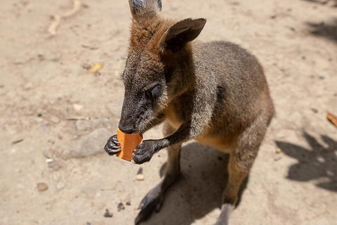 Chillagoe Caves And Outback Day Trip From Cairns - Australian Directory 5