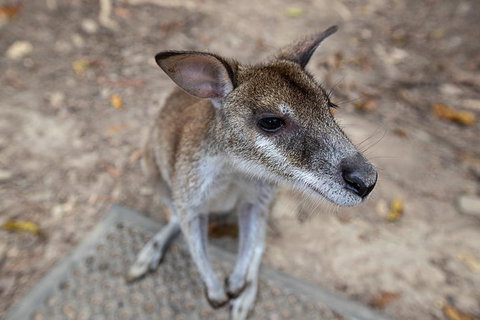 2 Day Daintree Rainforest, Cape Tribulation And Outback Chillagoe Tour - Australian Directory 4