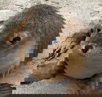 Kangaroo Island Scenic Trail Tour - Australian Directory