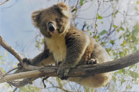 Kangaroo Island Scenic Trail Tour - Australian Directory 2