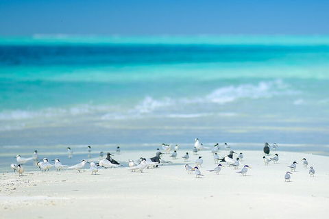 Private Coral Cay Bubbles Tour - Australian Directory 2