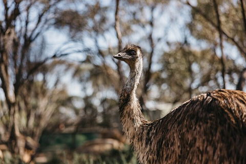 Wave Rock, York, Wildflowers, And Aboriginal Cultural Day Tour From Perth - Australian Directory 4
