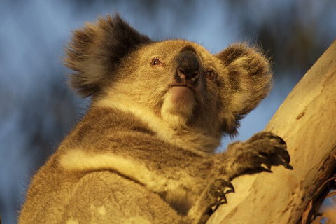 After Hours Electric Fatbike Tour In Kangaroo Island - Australian Directory 2