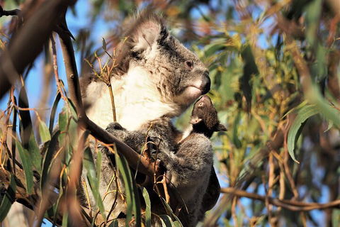 2-Hour Koala Walking Tour In Kangaroo Island - Australian Directory 1