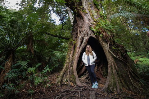 Great Ocean Road Small-Group Ecotour From Melbourne - Australian Directory 4