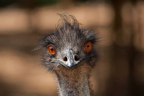 Currumbin Wildlife Sanctuary General Entry Ticket - Australian Directory 0