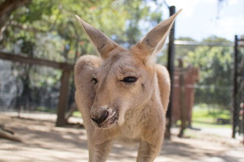 Currumbin Wildlife Sanctuary General Entry Ticket - Australian Directory 2