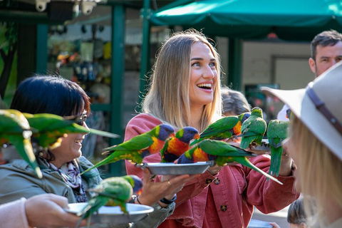 Currumbin Wildlife Sanctuary General Entry Ticket - Australian Directory 3