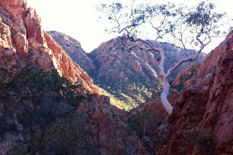 West MacDonnell Private Tour With Transfer - Australian Directory 3