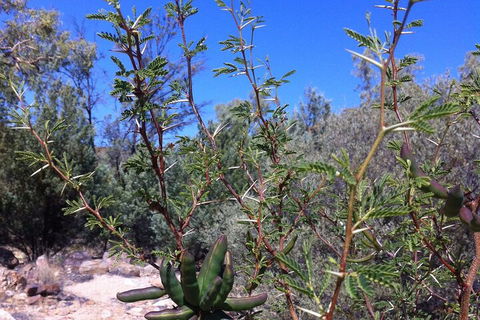 West MacDonnell Private Tour With Transfer - Australian Directory 5
