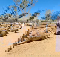 West MacDonnell Ranges Half-Day Small-Group Tour with Camel Ride - Australian Directory