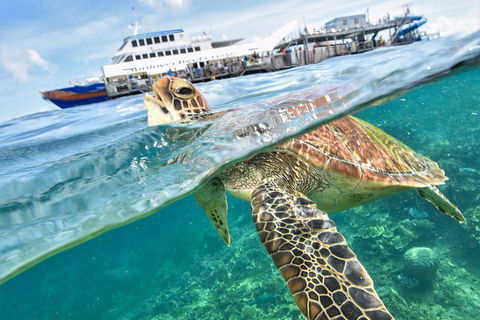 Scenic Helicopter Flight To Moore Reef And Return Snorkeling Cruise From Cairns - Australian Directory 0
