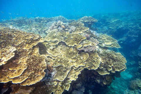 Scenic Helicopter Flight To Moore Reef And Return Snorkeling Cruise From Cairns - Australian Directory 2