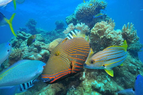 Fly To Green Island - Cruise Return - Australian Directory 1