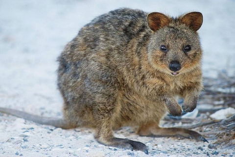 Rottnest Island Bayseeker Day Trip From Perth - Australian Directory 2
