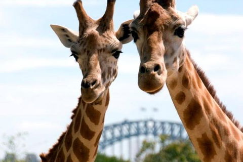 Sydney Harbour Ferry With Taronga Zoo Entry Ticket - Australian Directory 1