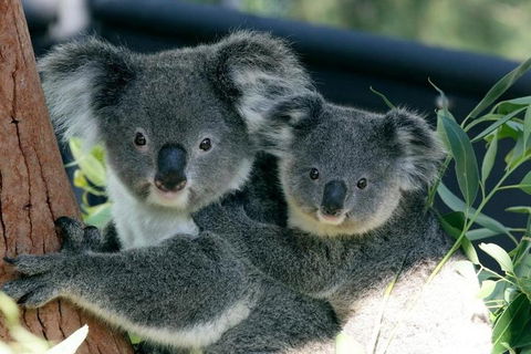Sydney Harbour Ferry With Taronga Zoo Entry Ticket - Australian Directory 3