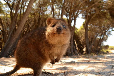 Wave Rock & Rottnest Island - Air & Ground Tour - Australian Directory 0