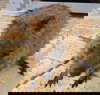 Wave Rock Pinnacles and Rottnest One Day Aeroplane Tour - Australian Directory